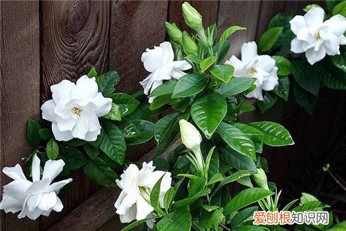 野荔枝怎么样 在野外哪些果实可以食用
