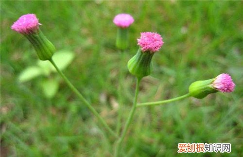 野荔枝怎么样 在野外哪些果实可以食用