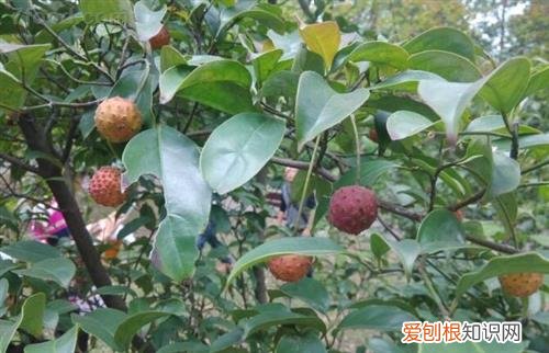 野荔枝怎么样 在野外哪些果实可以食用