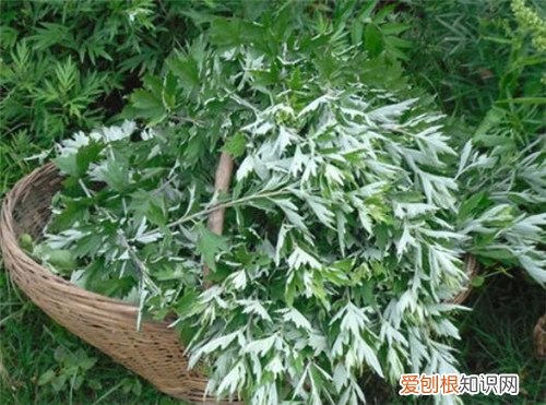 艾叶的功效与作用艾叶的四种常见吃法