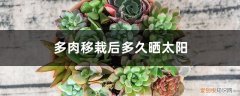 多肉种植后多久晒太阳 多肉移栽后多久晒太阳