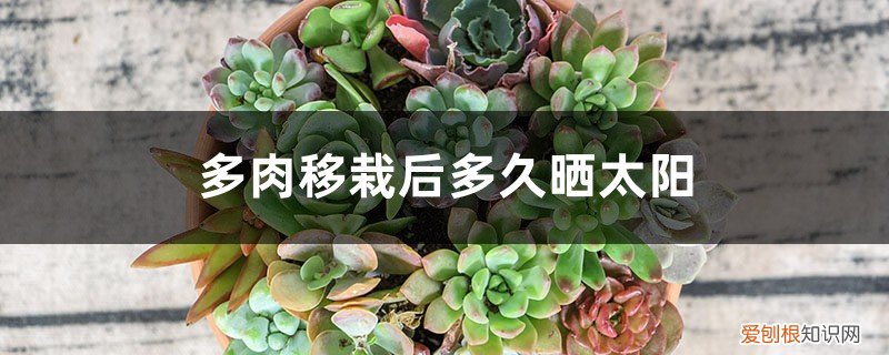 多肉种植后多久晒太阳 多肉移栽后多久晒太阳