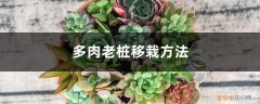 多肉怎么生老桩 多肉老桩移栽方法