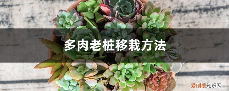 多肉怎么生老桩 多肉老桩移栽方法