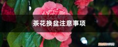 茶花换盆注意事项视频 茶花换盆注意事项