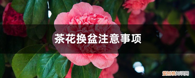 茶花换盆注意事项视频 茶花换盆注意事项