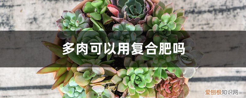 多肉可不可以用复合肥 多肉可以用复合肥吗