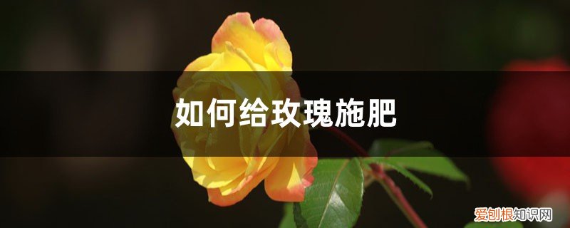 玫瑰要施什么肥 玫瑰施肥方法，用什么肥好