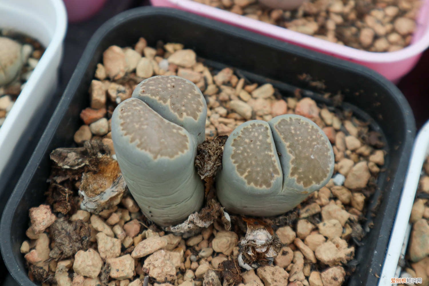 生石花是如何繁殖的 生石花怎么分株繁殖