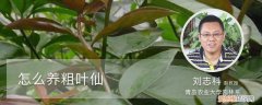 怎样养粗叶仙:养殖方法,定期修剪 怎样养粗叶仙