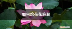 荷花怎么施肥的方法 荷花施肥方法，用什么肥好
