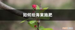 海棠花施什么肥好 海棠施肥方法，用什么肥好