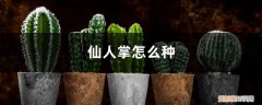 仙人掌上面的小仙人掌怎么种 仙人掌怎么种