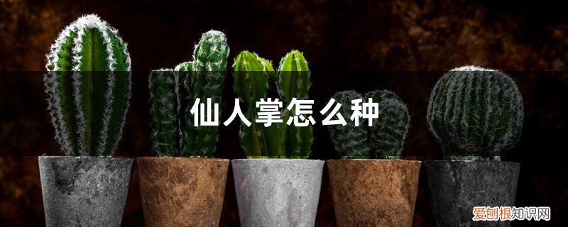 仙人掌上面的小仙人掌怎么种 仙人掌怎么种