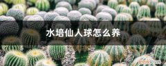 仙人球可以水培养吗 水培仙人球怎么养