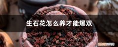生石花怎么养才能爆双头 生石花怎么养才能爆双