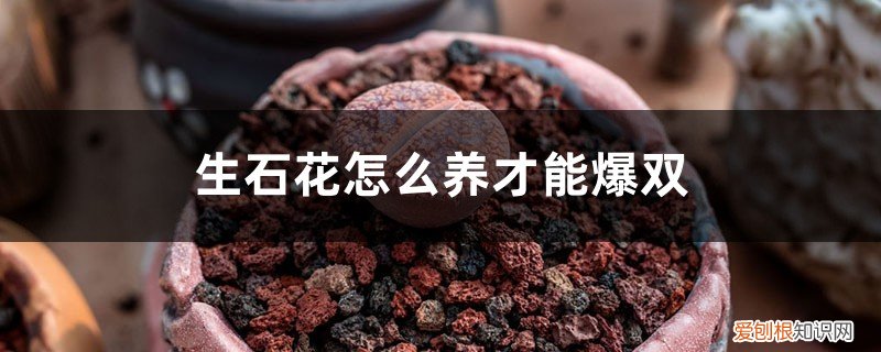 生石花怎么养才能爆双头 生石花怎么养才能爆双