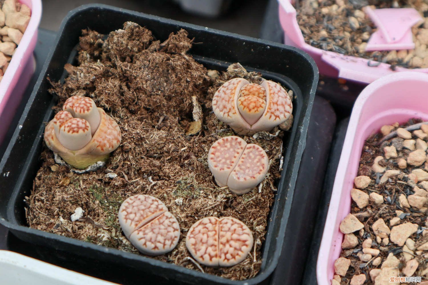 生石花连续蜕皮怎么回事 生石花蜕皮过程与如何断水