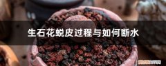 生石花连续蜕皮怎么回事 生石花蜕皮过程与如何断水