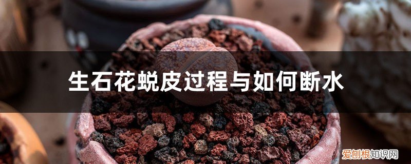 生石花连续蜕皮怎么回事 生石花蜕皮过程与如何断水