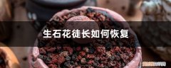石生花徒长怎么补救 生石花徒长如何恢复