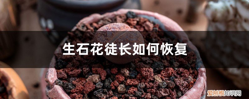 石生花徒长怎么补救 生石花徒长如何恢复