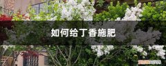 丁香施什么肥料 丁香施肥方法，用什么肥好