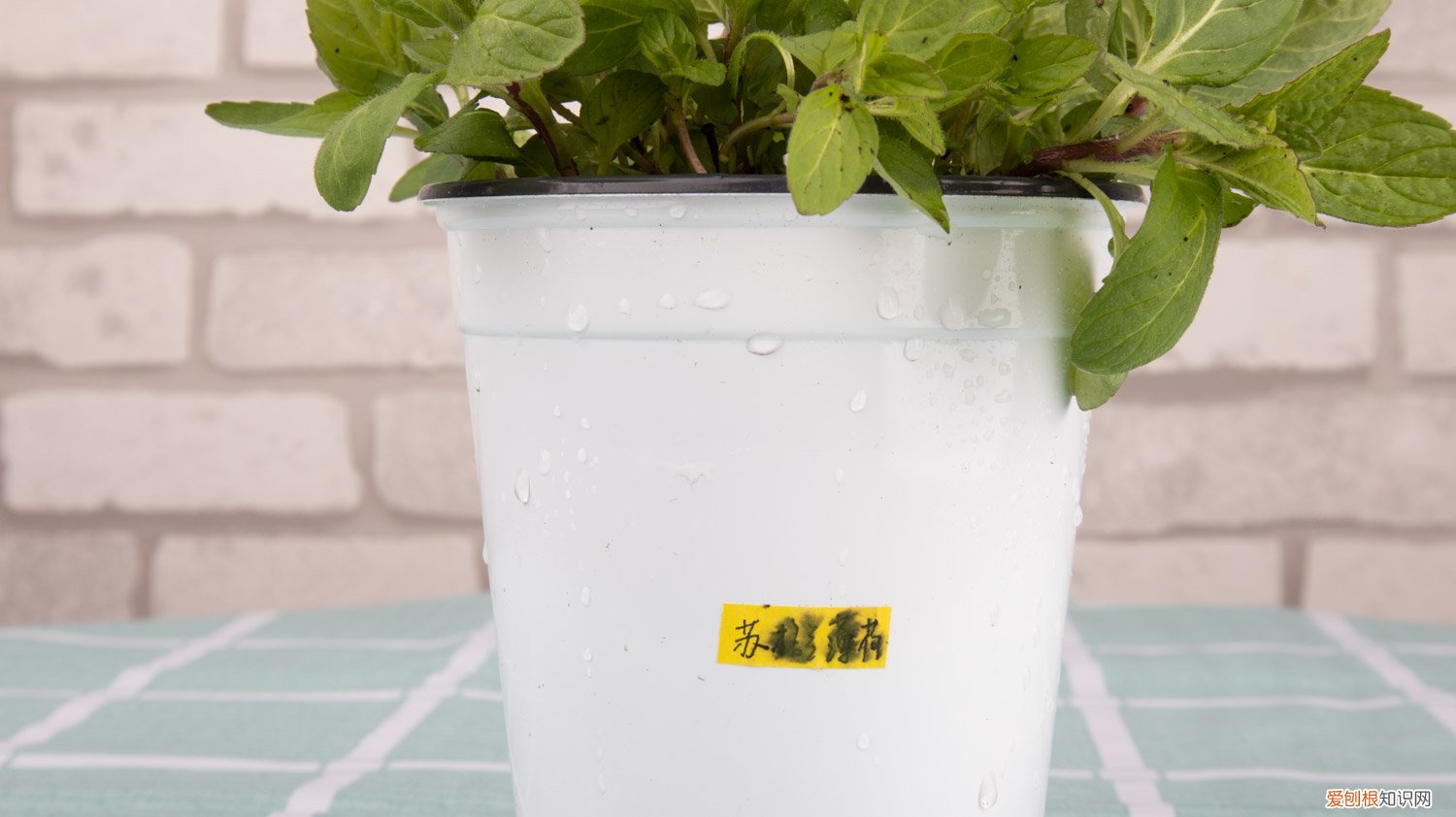 薄荷需要施什么肥 薄荷施肥方法，用什么肥好