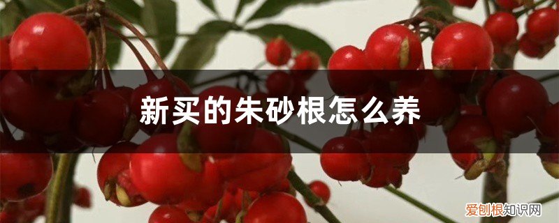 朱砂根苗怎么养 新买的朱砂根怎么养