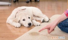 教育狗狗打哪里 教育狗狗打什么位置