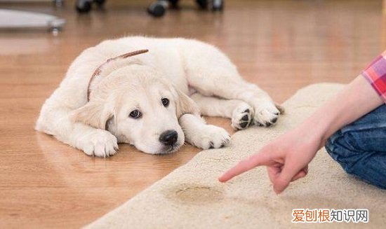 教育狗狗打哪里 教育狗狗打什么位置