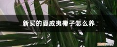 夏威夷产椰子吗 新买的夏威夷椰子怎么养