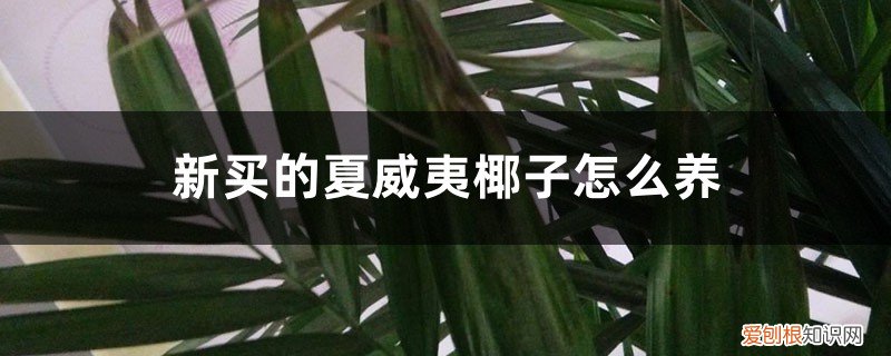 夏威夷产椰子吗 新买的夏威夷椰子怎么养