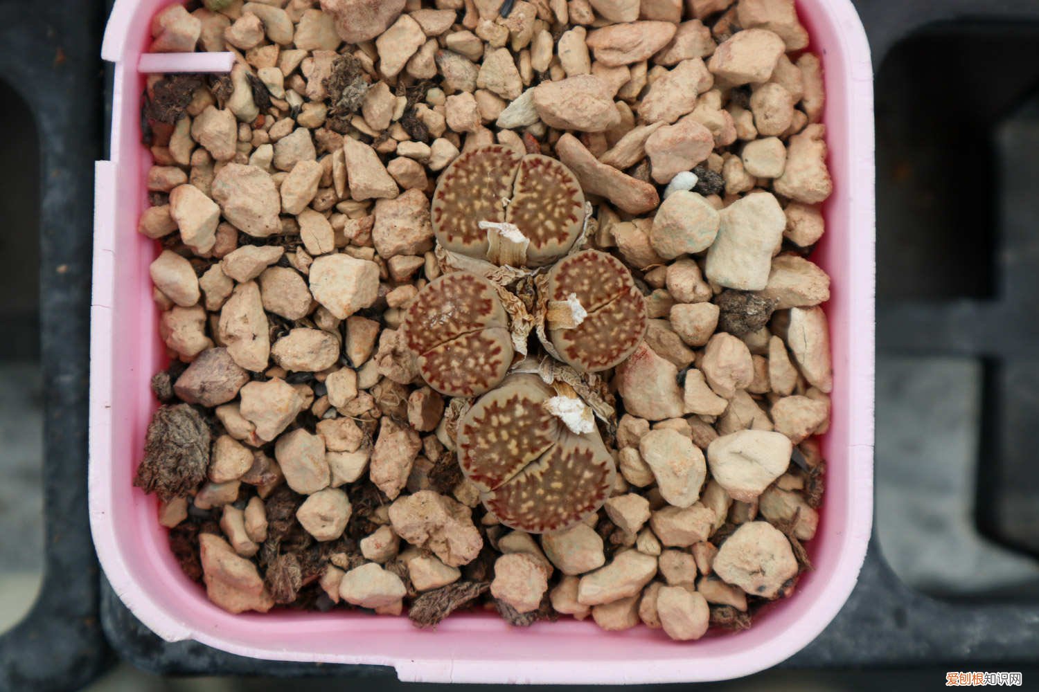 生石花播种后多久蜕皮 生石花播种多久到一脱