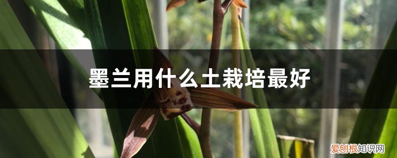 墨兰的栽种方法 墨兰用什么土栽培最好