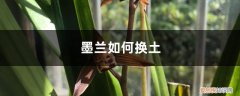 墨兰如何换土视频 墨兰如何换土