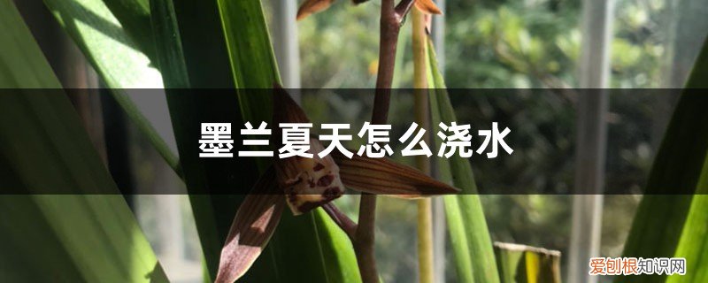 墨兰能天天浇水吗在夏天的时候 墨兰夏天怎么浇水