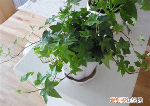 常春藤怎么养长得快常春藤养殖五大注意事项