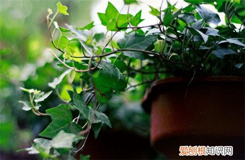 常春藤怎么养长得快常春藤养殖五大注意事项