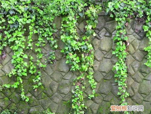 常春藤怎么养长得快常春藤养殖五大注意事项