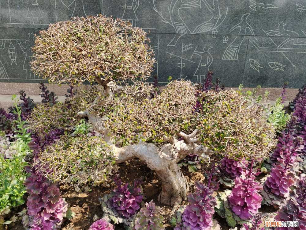 羽衣甘蓝怎么种植温度 羽衣甘蓝怎么种植