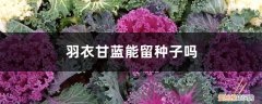 羽衣甘蓝什么时候结种子 羽衣甘蓝能留种子吗