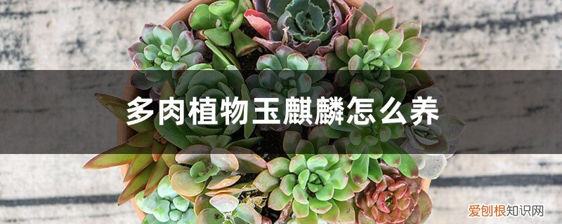 多肉植物玉麒麟怎么养殖 多肉植物玉麒麟怎么养