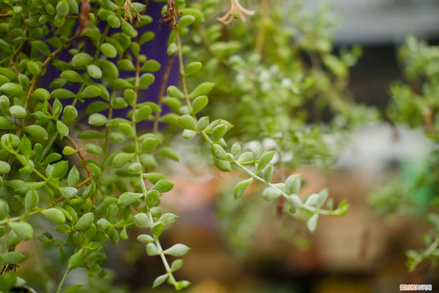 多肉植物玉麒麟怎么养殖 多肉植物玉麒麟怎么养