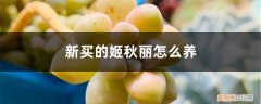 多肉秋姬丽怎么养 新买的姬秋丽怎么养