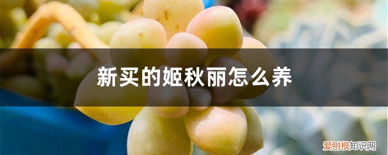多肉秋姬丽怎么养 新买的姬秋丽怎么养