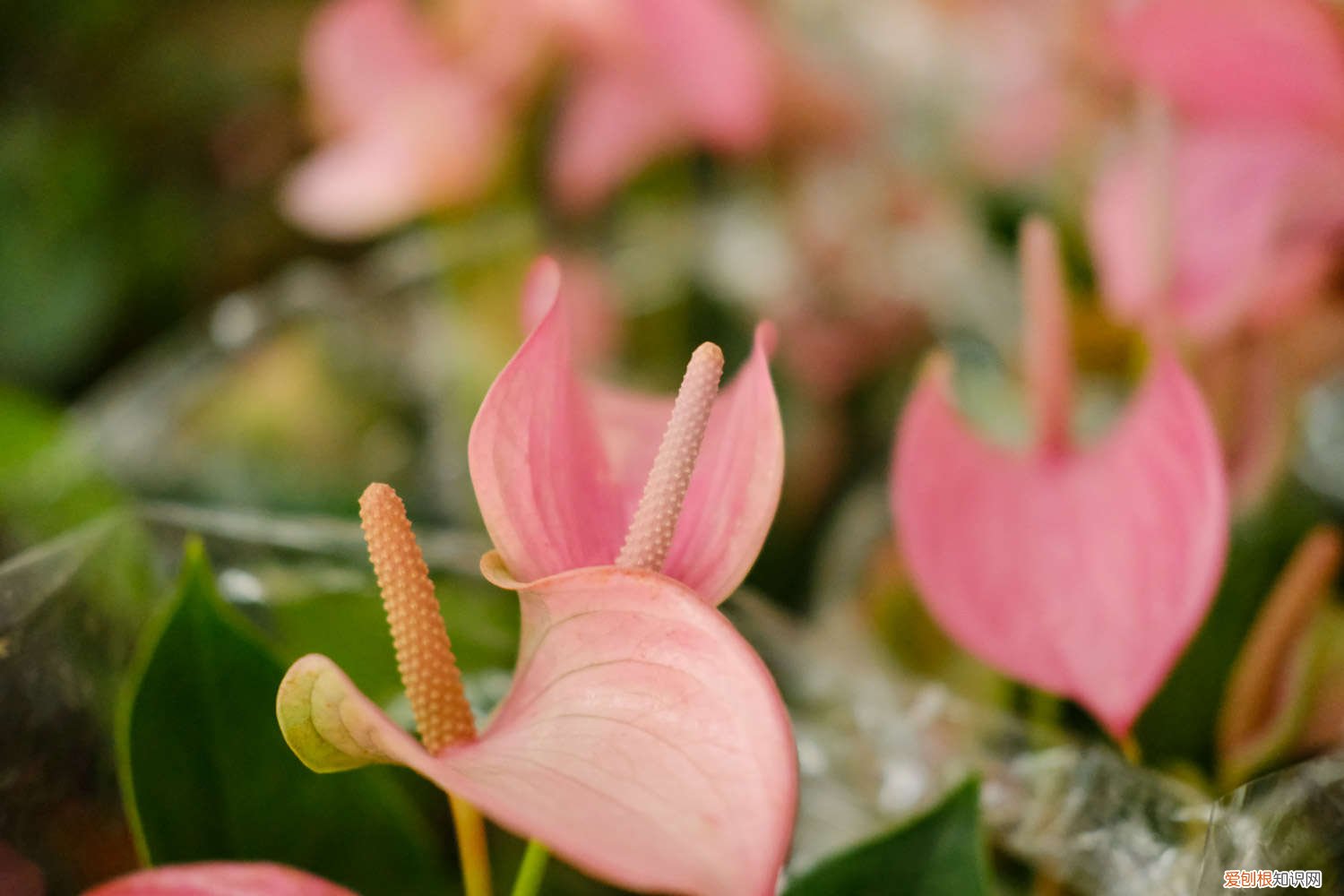 新买的粉掌怎么养才能开花 新买的粉掌怎么养