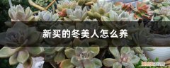 冬美人用什么盆 新买的冬美人怎么养