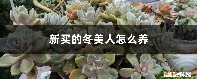 冬美人用什么盆 新买的冬美人怎么养