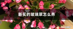 家里适合养玻璃翠吗 新买的玻璃翠怎么养